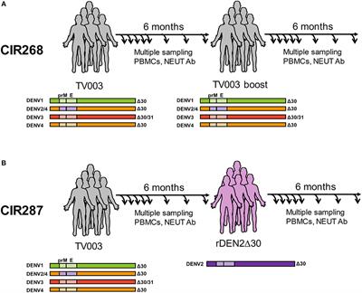 Rapid Induction and Maintenance of Virus-Specific CD8+ TEMRA and CD4+ TEM Cells Following Protective Vaccination Against Dengue Virus Challenge in Humans